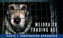 Mejora tu trading así: Parte 1: Indefensión aprendida