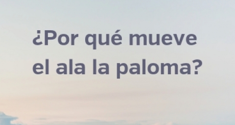 ¿por qué mueve el ala la paloma?